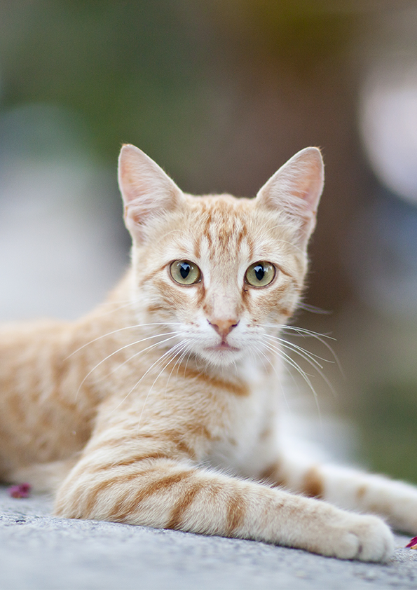 chat libre roux qui regarde l'objectif